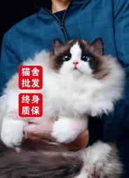 邯郸本地猫咪铽多了便宜卖399批发德文布偶缅因阿比英短矮脚蓝 邯郸本地猫咪铽多了便宜卖399批发德文布偶缅因阿比英短矮脚蓝