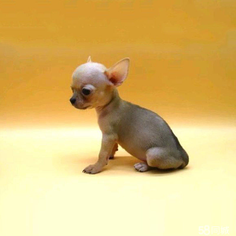 赛级精品【吉娃娃】包纯种丶疫苗驱虫已做完丶CKU犬舍直销 赛级精品【吉娃娃】包纯种丶疫苗驱虫已做完丶CKU犬舍直销