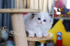 邯郸本地猫399起批发矮脚布偶缅因英短美短渐层加菲起司蓝猫暹