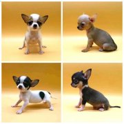 赛级精品【吉娃娃】包纯种丶疫苗驱虫已做完丶CKU犬舍直销 赛级精品【吉娃娃】包纯种丶疫苗驱虫已做完丶CKU犬舍直销